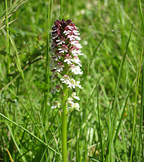 Orchis ustulata