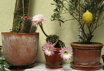 Blühender Trichocereus-Kaktus Blühender Trichocereus-Kaktus