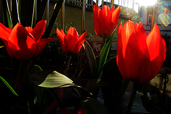 Tulpen auf dem Balkon der Sprachpension Tulpen auf dem Balkon der Sprachpension