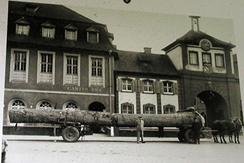 Aus diesem Eichenstamm wurde das große Fass gemacht (historisches Foto) Aus diesem Eichenstamm wurde das große Fass gemacht (historisches Foto)