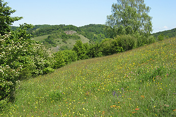 Blumenwiese im Mai (Degenmatten) Blumenwiese im Mai (Degenmatten)