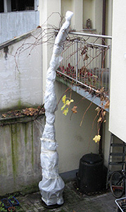 Banane im Winter Banane im Winter