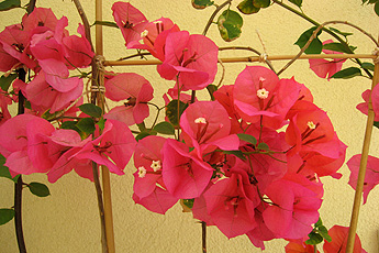 Bougainvillea in full blossom Bougainvillea in full blossom