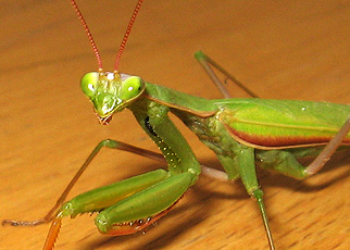 Praying mantis (Mantis religiosa) Praying mantis (Mantis religiosa)
