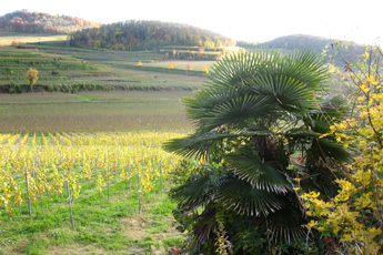 Kaiserstuhl in November - a festival of colours Kaiserstuhl in November - a festival of colours