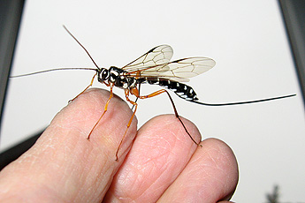 slim and elegant, but I don't know its name slim and elegant, but I don't know its name