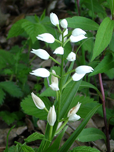 Sword leaved helleborine (Cephalanthera longifolia) Sword leaved helleborine (Cephalanthera longifolia)