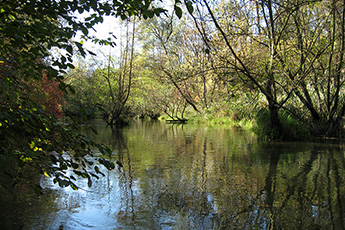Kanufahren im Taubergießen Kanufahren im Taubergießen