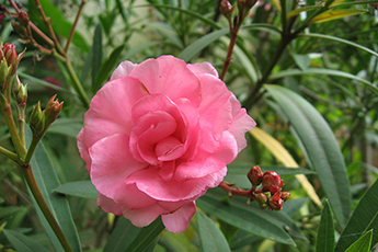 Oleanderblüte Oleanderblüte