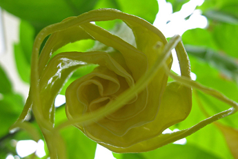 Yellow Datura unrolling a blossom Yellow Datura unrolling a blossom