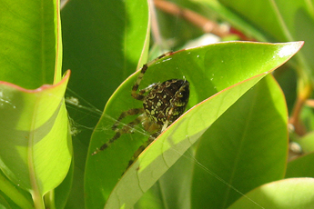 a spider a spider