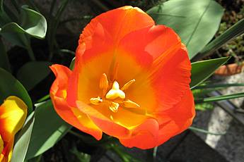 Tulips Tulips