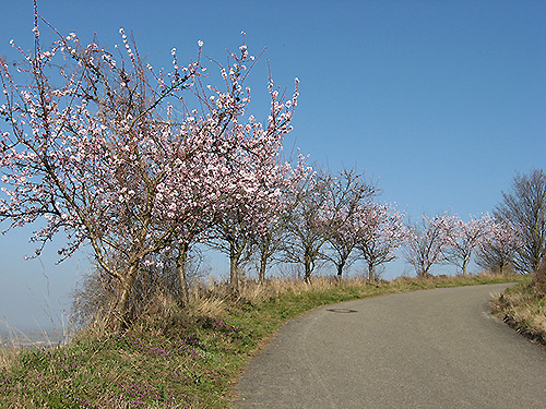 Mandelblüte Anfang März Mandelblüte Anfang März
