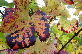 Coloured vine leaves after vintage Coloured vine leaves after vintage