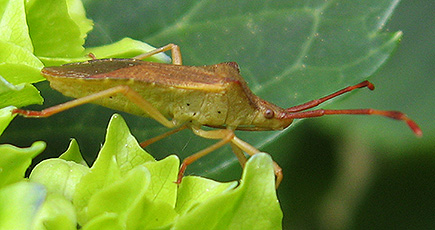 Braune oder Hasel-Randwanze (Gonocerus acuteangulatus Braune oder Hasel-Randwanze (Gonocerus acuteangulatus