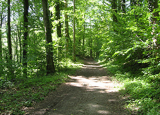 Wald im Gagenhardt Wald im Gagenhardt