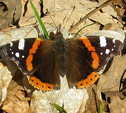 Admiral (Vanessa atalanta) Admiral (Vanessa atalanta)