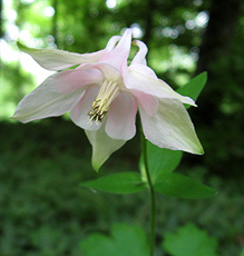 Gewöhnliche Akelei (Aquilegia vulgaris) Gewöhnliche Akelei (Aquilegia vulgaris)