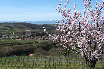 Kiechlinsbergen mit Vogesen im Hintergrund Kiechlinsbergen mit Vogesen im Hintergrund