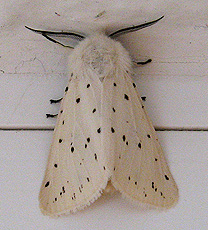 Breitflügelige Fleckleibbär (Spilosoma lubricipeda) Breitflügelige Fleckleibbär (Spilosoma lubricipeda)