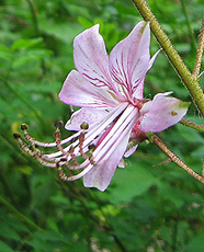 Diptam (Dictamus albus) Diptam (Dictamus albus)