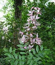 Diptam (Dictamus albus) Diptam (Dictamus albus)