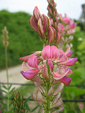 Futter-Esparsette (Onobrychis viciaefolia) Futter-Esparsette (Onobrychis viciaefolia)