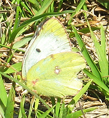 Goldene Acht (Colias hyale) Goldene Acht (Colias hyale)