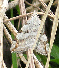 Grauspanner oder Großer Johanniskrautspanner (Aplocera plagiata) Grauspanner oder Großer Johanniskrautspanner (Aplocera plagiata)