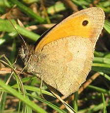 Großes Ochsenauge (Maniola jurtina) Großes Ochsenauge (Maniola jurtina)