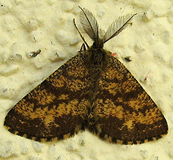 Heidespanner (Ematurga atomaria) Heidespanner (Ematurga atomaria)