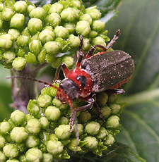 eine Weichkäfer-Art eine Weichkäfer-Art