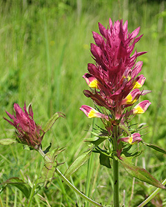 Acker-Wachtelweizen Acker-Wachtelweizen