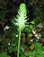 Ährige Teufelskralle