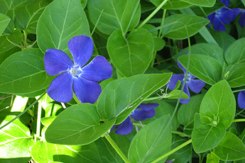 Großes Immergrün Großes Immergrün