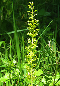 Großes Zweiblatt Großes Zweiblatt