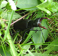 Hirschkäfer (Lucanus cervus) Hirschkäfer (Lucanus cervus)