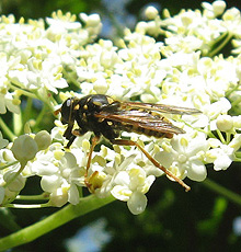 Wer kennt dieses Insekt? Wer kennt dieses Insekt?