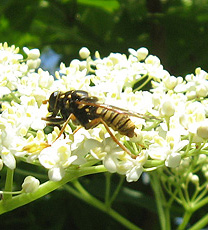 Wer kennt dieses Insekt? Wer kennt dieses Insekt?