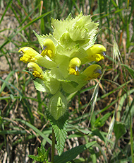 Klappertopf Klappertopf