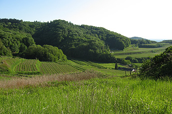 Kaiserstuhl bei Bickensohl