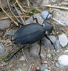 Lederlaufkäfer (Carabus coriaceus) Lederlaufkäfer (Carabus coriaceus)