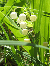 Maiglöckchen Maiglöckchen