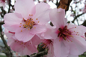 Mandelblüte