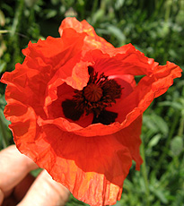 Klatschmohn Klatschmohn