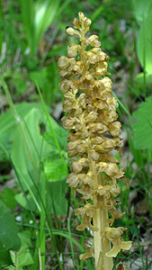 Vogelnestwurz Vogelnestwurz