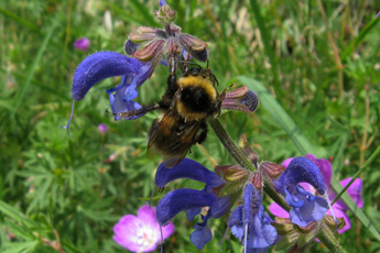 Salbeiblüten mit einer Hummel