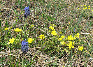 Traubenhyazinthe und Fingerkraut Traubenhyazinthe und Fingerkraut