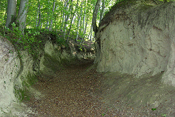 Wald-Hohlweg Wald-Hohlweg