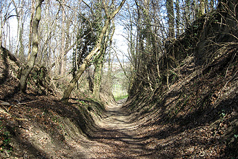 Hohlweg im Wald Hohlweg im Wald